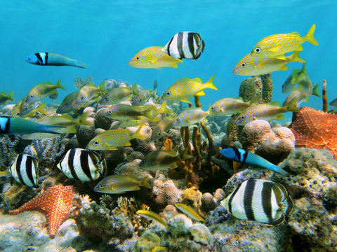 Fototapeta School of colorful tropical fish in a coral reef underwater sea, Caribbean, Dominican Republic
