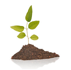 sapling growing from soil