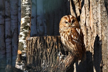 Tawny owl