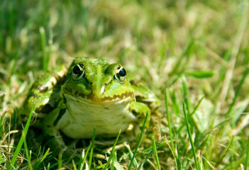 Frog in the meadow