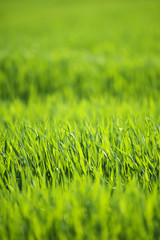 green grass