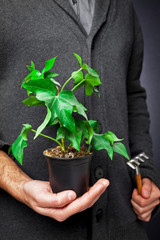 plant in a pot with a hand