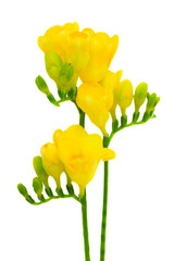 yellow freesia flowers isolated on white - 40446903
