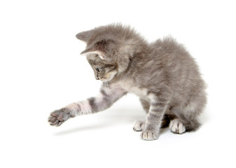 Cute gray kitten on white