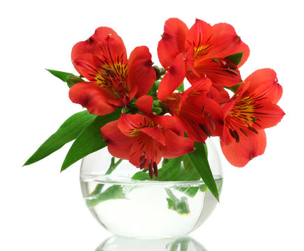 Alstroemeria Red Flowers In Vase Isolated On White