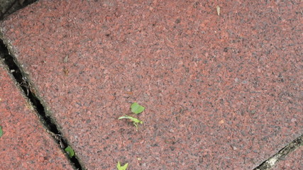 Busy Ants Carry Off Recent Kill