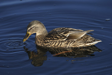 female mallard