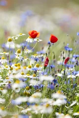 Fototapete wild flowers © courtyardpix