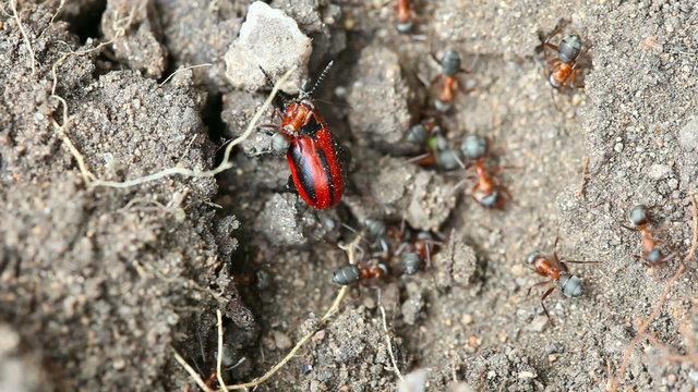 Ants attack red and black beetle.