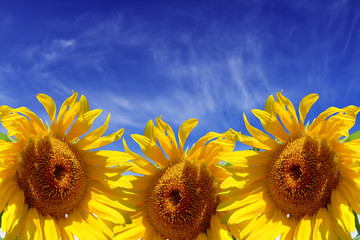 Obraz na płótnie Canvas sunflower