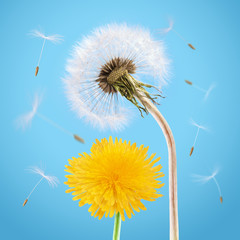 Yellow and overblown dandelion on the blue sky