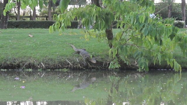 Monitor Lizard Catches A Fish