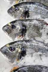 Fresh fish