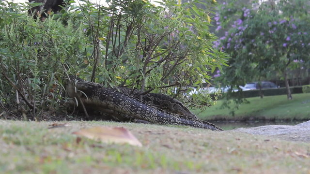 Monitor Lizard Emerges From A Bush