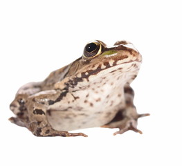 Marsh Frog isolated on white background, Pelophylax ridibundus