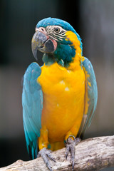 Fototapeta premium Blue throated macaw
