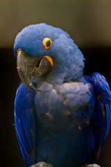 Ara ararauna macaw © criminalatt