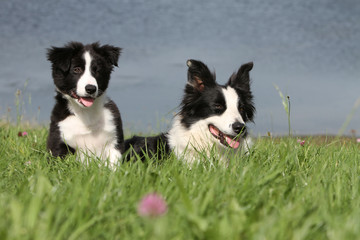 two beautifuls border collies
