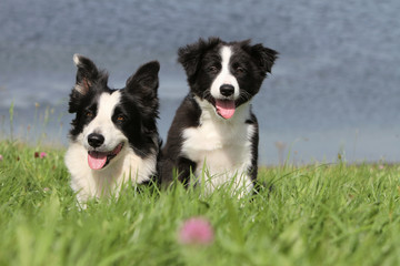 couple de borders collies
