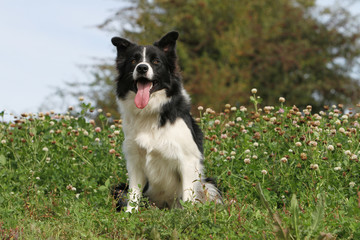 beautiful border collie