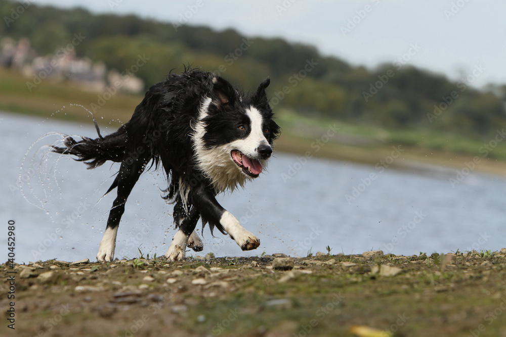 Wall mural border collie running near the river