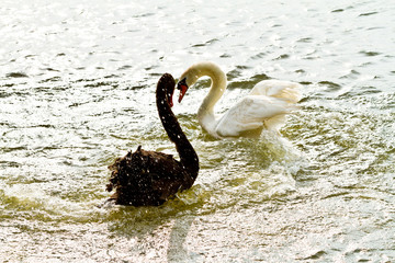 Black and white swan fighting