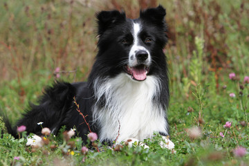 très belle pose du border collie allongé