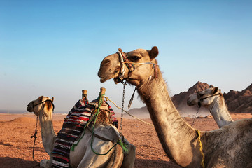 Camels in the desert