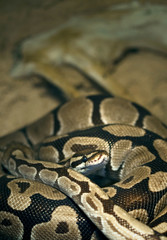 Serpent, boa, reptile, zoo, danger, faune, vivarium