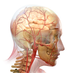 anatomy © adimas