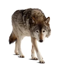Deurstickers Wolf wolf. Geïsoleerd over wit