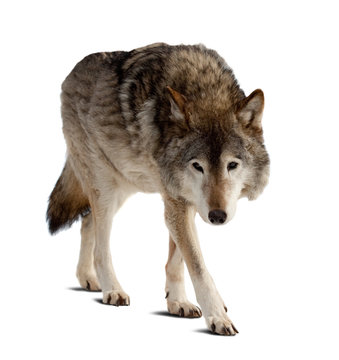 wolf. Isolated over white © JackF