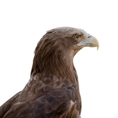 sea eagle. Isolated over white
