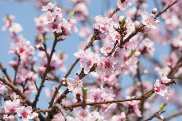 Zweig mit Kirschblüten