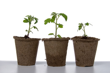Seedlings in peat pots