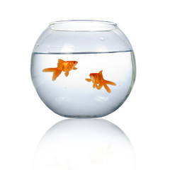 Two goldfish in an aquarium