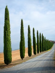 Typical tuscan landscape - 40462540
