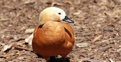 Duck