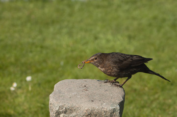 Turdus merula eat earthworm