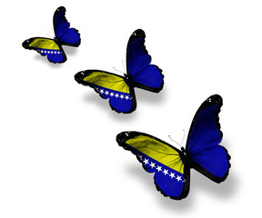 Three Bosnia Herzegovina flag butterflies, isolated on white