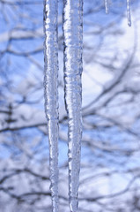japanese Icicles