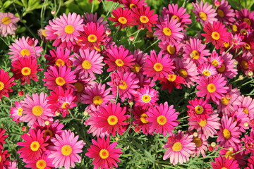Blumenbeet im Frühling