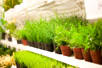 Shelf of green grass in pots at plants store
