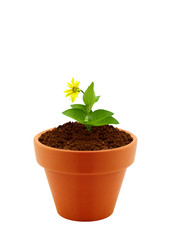 flower in clay pot - 40470101