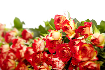 roses in a bunch isolated on a white background with space for t