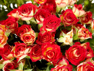 bunch of red roses on white background - flowers and plants