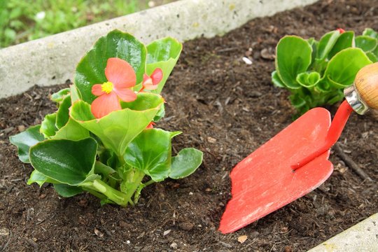 giardinaggio