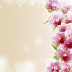 pink orchids border and copy space for text © o_april