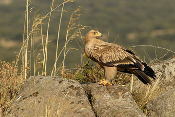 Joven imperial en el campo