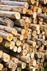 firewood